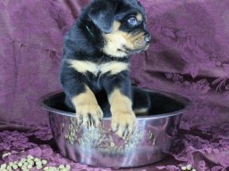 Big_Duke